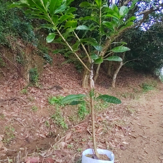 灵山县东魁杨梅苗，嫁接苗，带土带叶发货