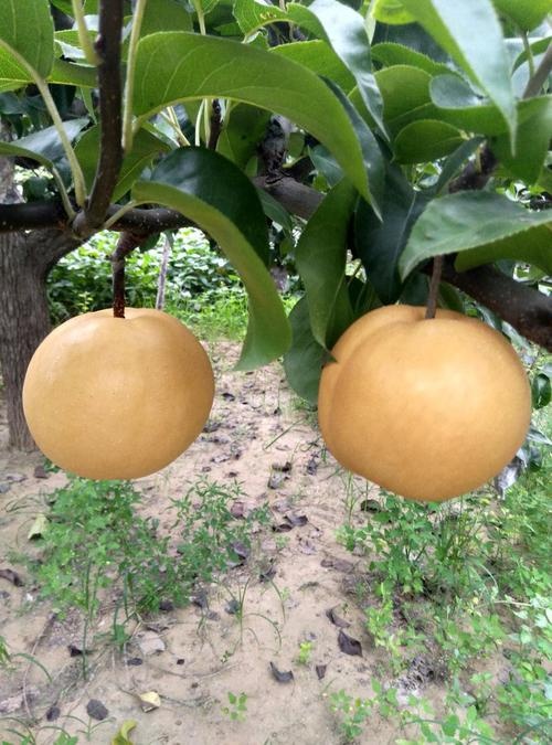 冠县大量供应丰水梨，绿宝石，秋月梨，圆黄梨等应季水果