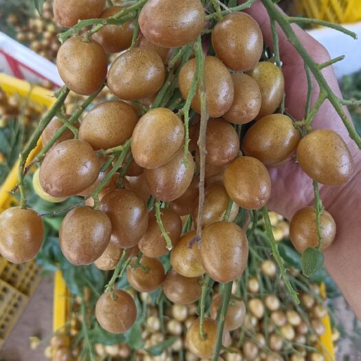 灵山县广西黑金刚黄皮