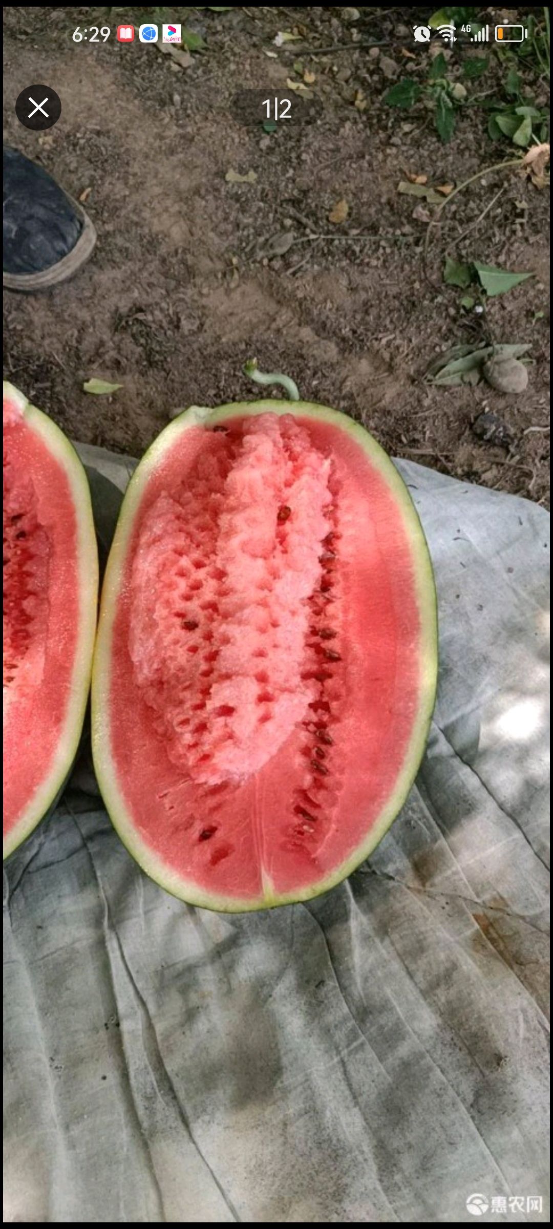 黑皮西瓜