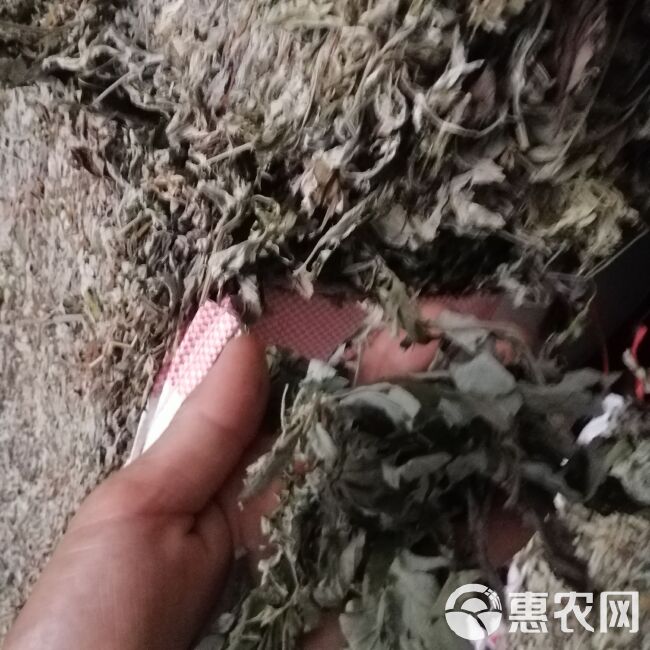 艾叶批发纯正品大叶艾蕲艾干艾草原产地打艾绒做艾柱薰蒸洗护