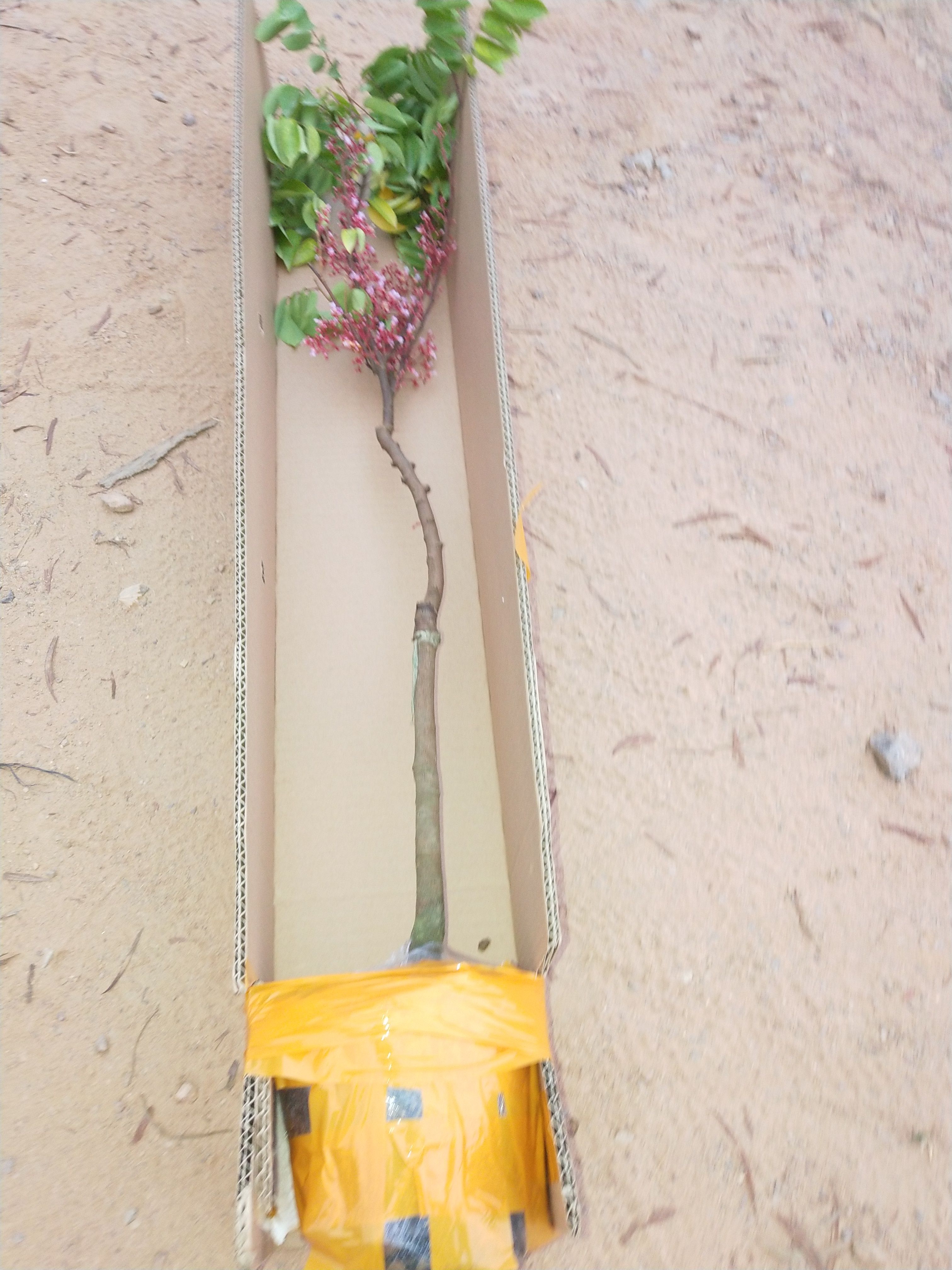 代发货 荔枝龙眼芒果黄皮杨梅各种果苗