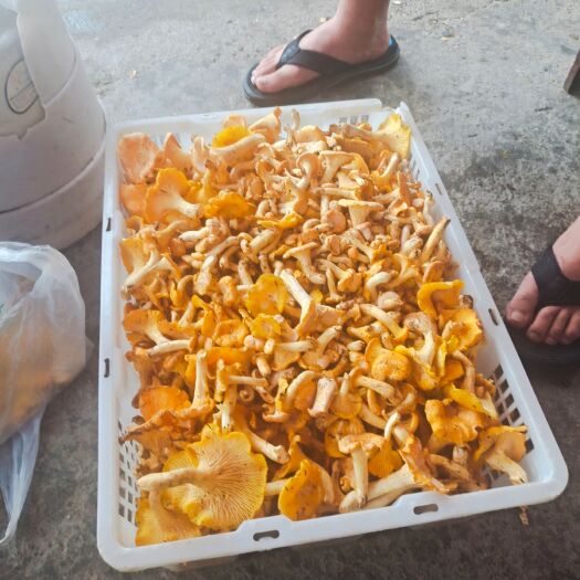 大竹县鸡油菌