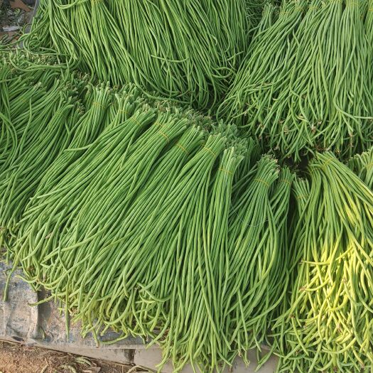 开封精品豆角大量上市