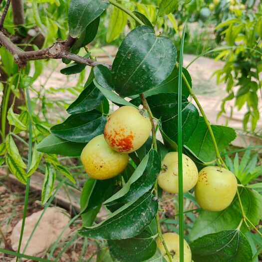 大荔县大荔冬枣基地