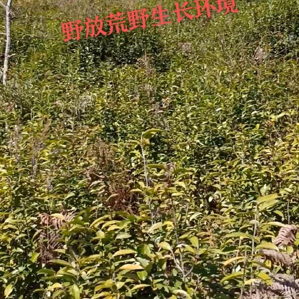 高山老品种绿茶500g浓烈型绿茶来自海拔1860米左右荒野茶