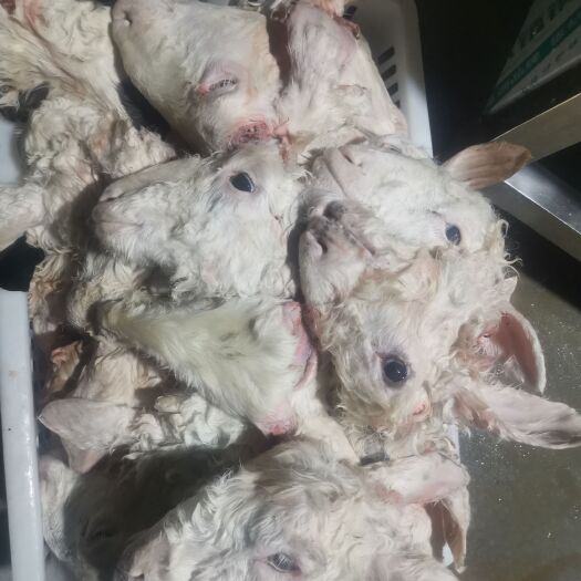北京大号毛羊头水退羊脸肉专用