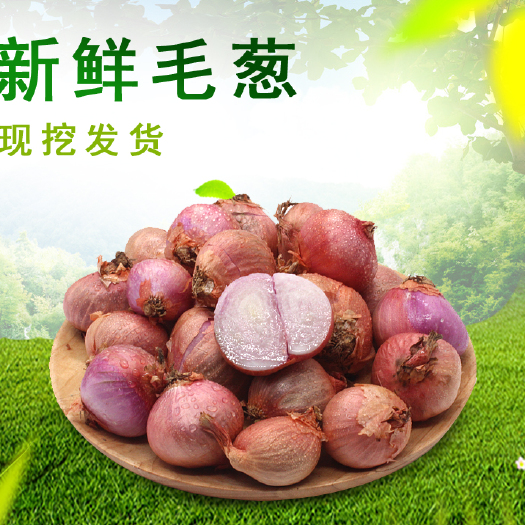 东北万亩毛葱基地七月中下旬大量上市，货源充足欢迎选购