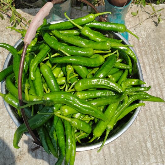 长阳县精品55号大量上市，每天可以走6米8