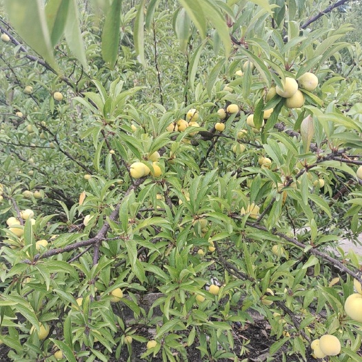 贵定县需要的赶紧联系我
