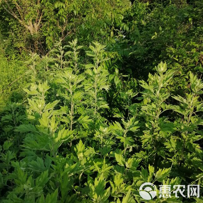 艾叶批发纯正品大叶艾蕲艾干艾草原产地打艾绒做艾柱薰蒸洗护