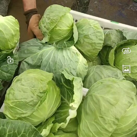 涿鹿县园白菜