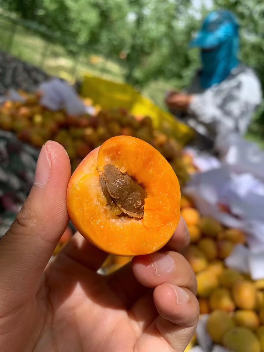 新疆阿克苏四团小红杏吊干杏脆甜多汁批发代发顺空运包邮新鲜采摘 新疆阿克苏四团小红杏吊干杏脆甜多汁批发代发顺空运包邮新鲜采摘