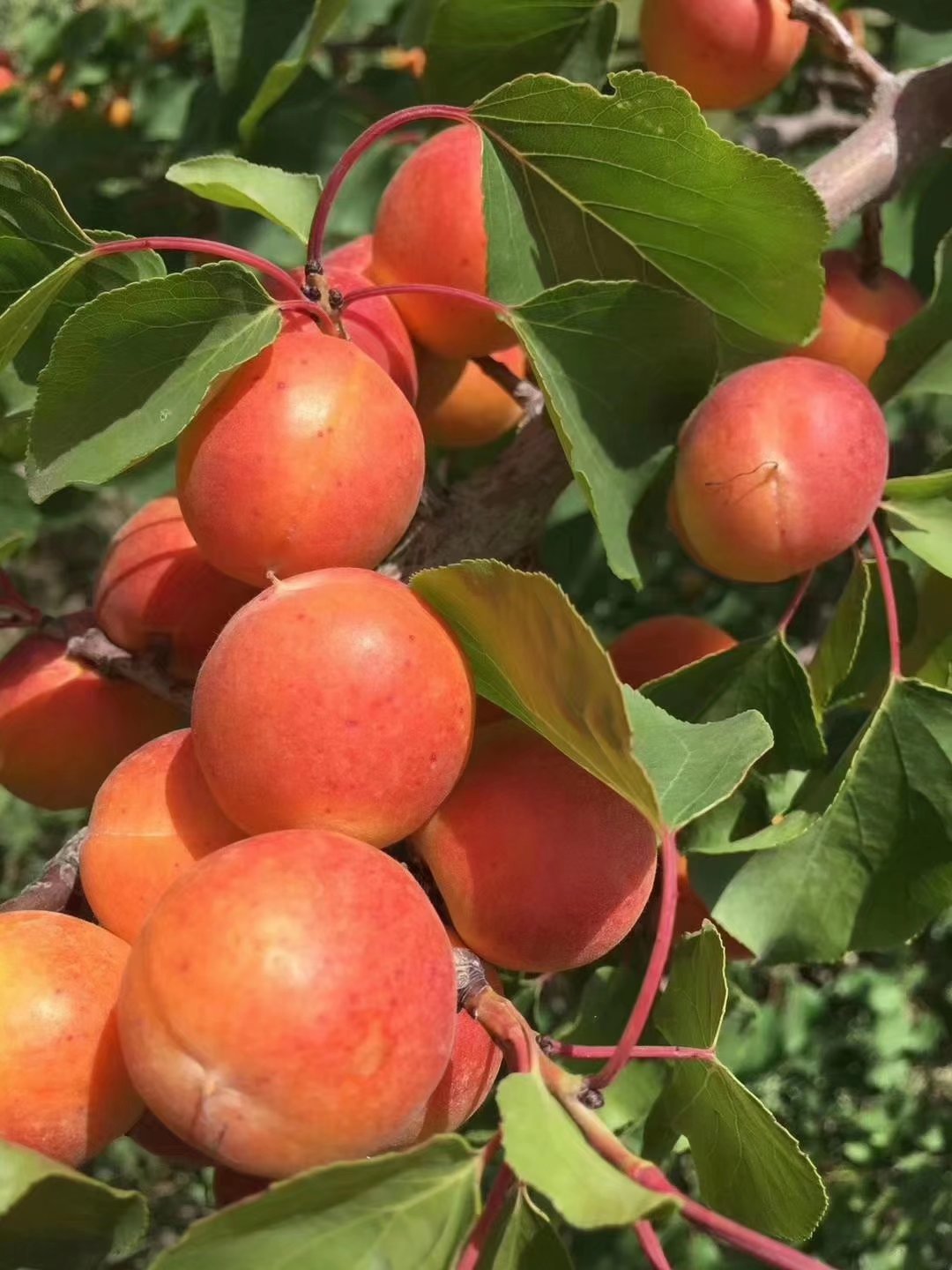 新疆阿克苏四团小红杏吊干杏脆甜多汁批发代发顺空运包邮新鲜采摘 新疆阿克苏四团小红杏吊干杏脆甜多汁批发代发顺空运包邮新鲜采摘