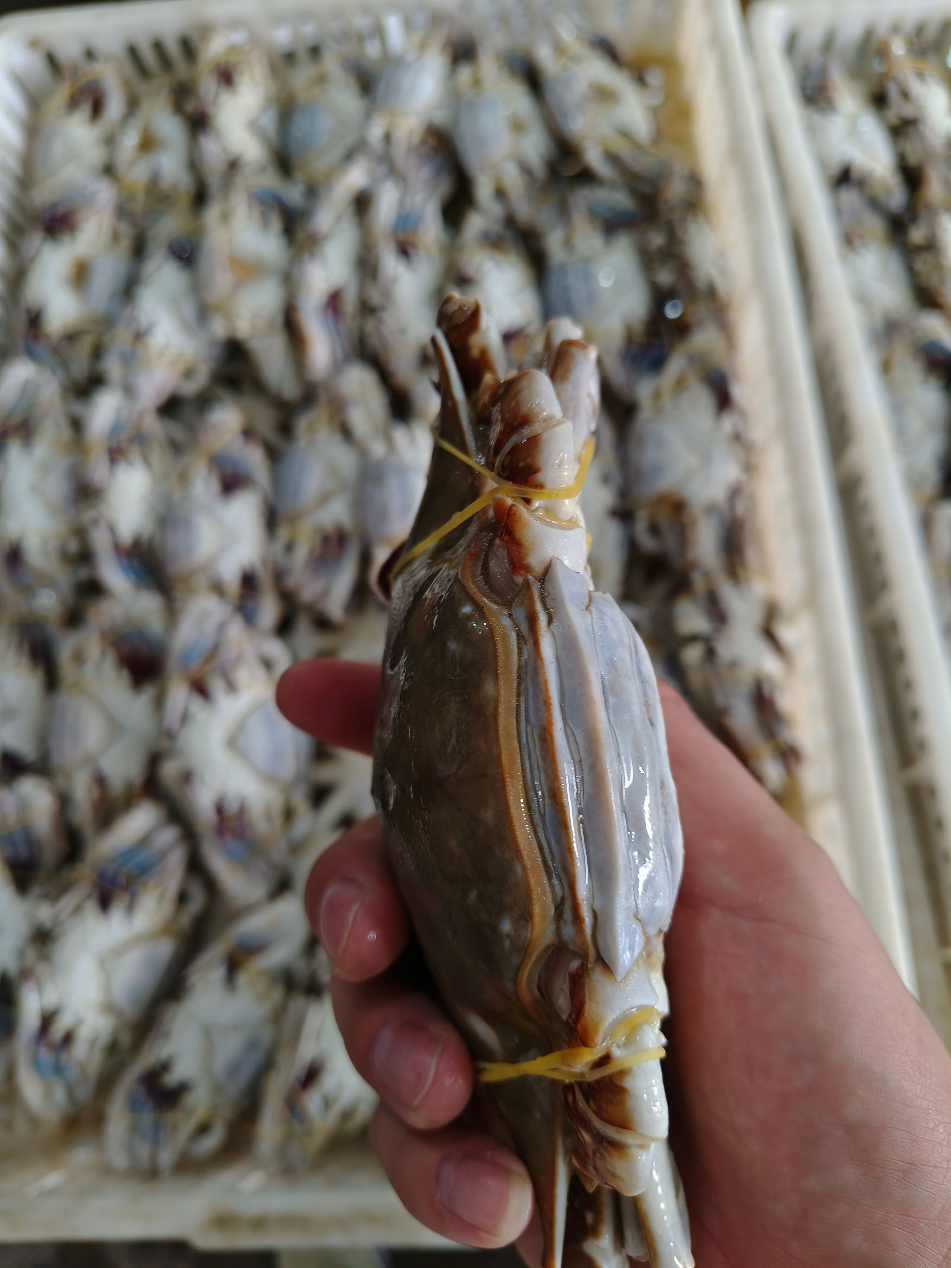 单冻 大母 梭子蟹。