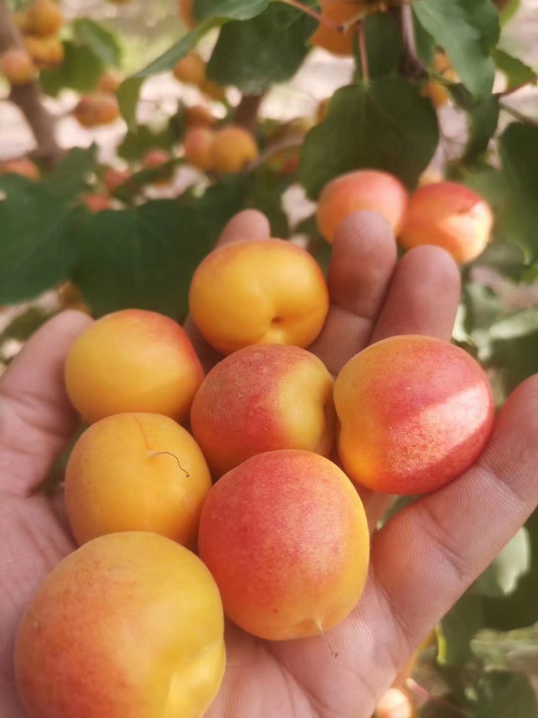 新疆阿克苏四团小红杏吊干杏脆甜多汁批发代发顺空运包邮新鲜采摘 新疆阿克苏四团小红杏吊干杏脆甜多汁批发代发顺空运包邮新鲜采摘