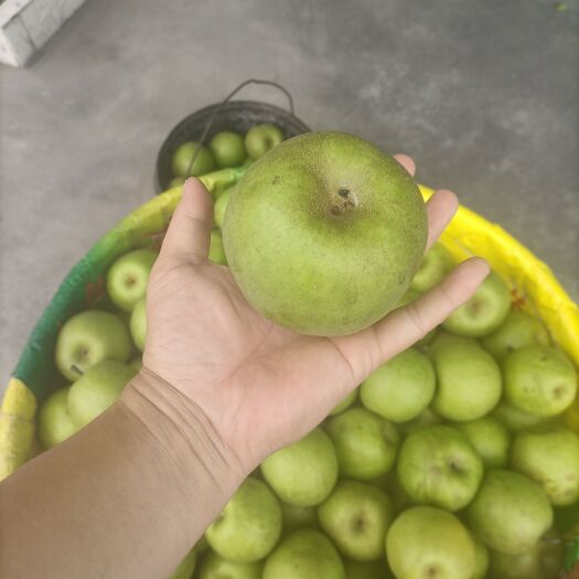 苍溪县翠冠梨