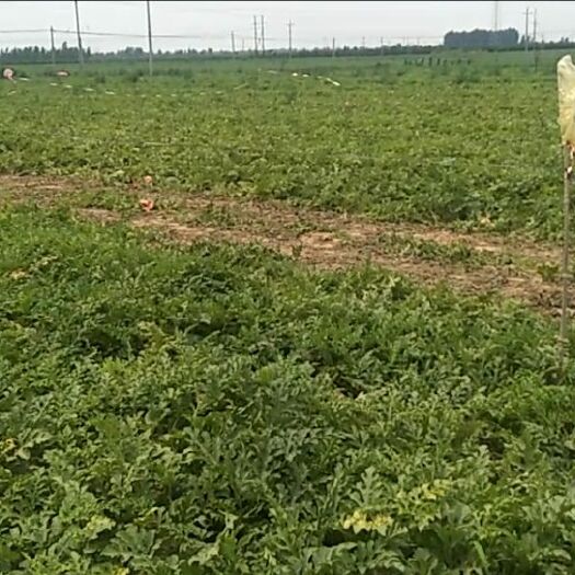 威县千亩地龙卷风西瓜    6-7斤打底  头茬挑好的装