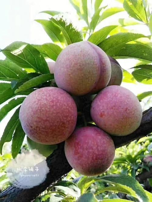 嵊州市朱记桃形李
