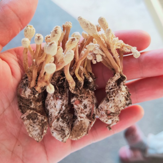 商城县金蚕花
