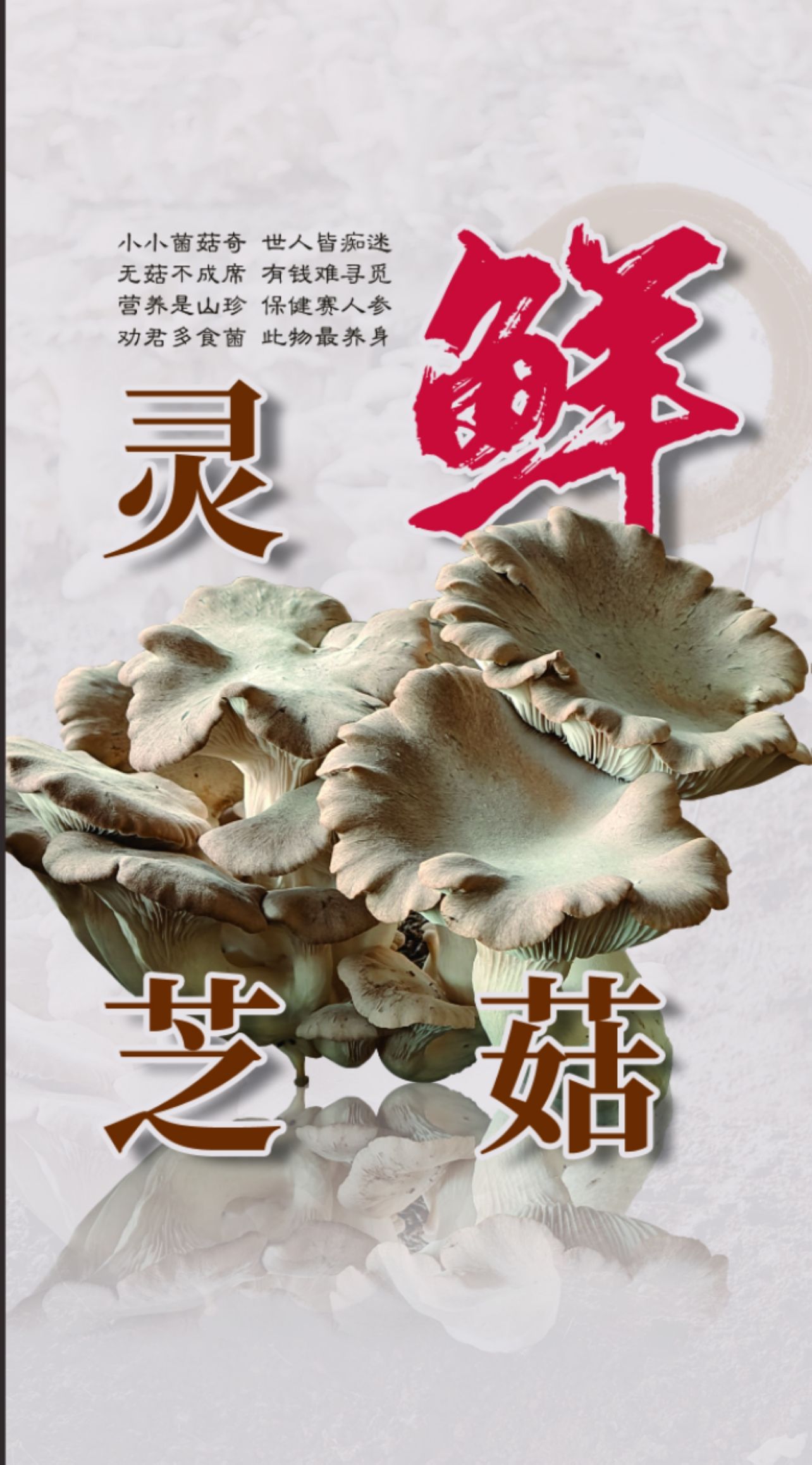 青岛高品质灵芝菇干片