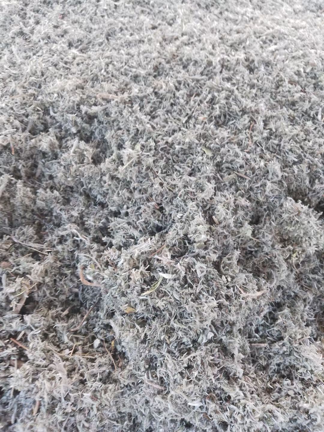 前期棉茵陈