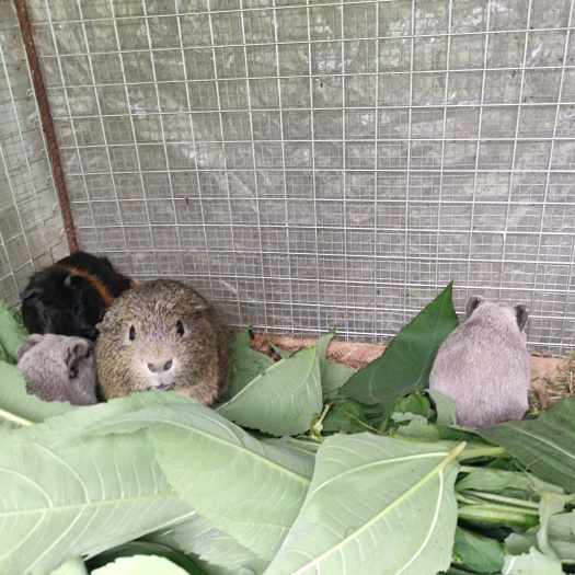 临沂冠毛短顺雕灰灰白奶刺棕刺奶黄荷兰猪批发