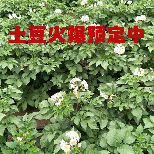 内蒙土豆火爆预定中，产地直发货源充足质优价廉，定地窖藏预定
