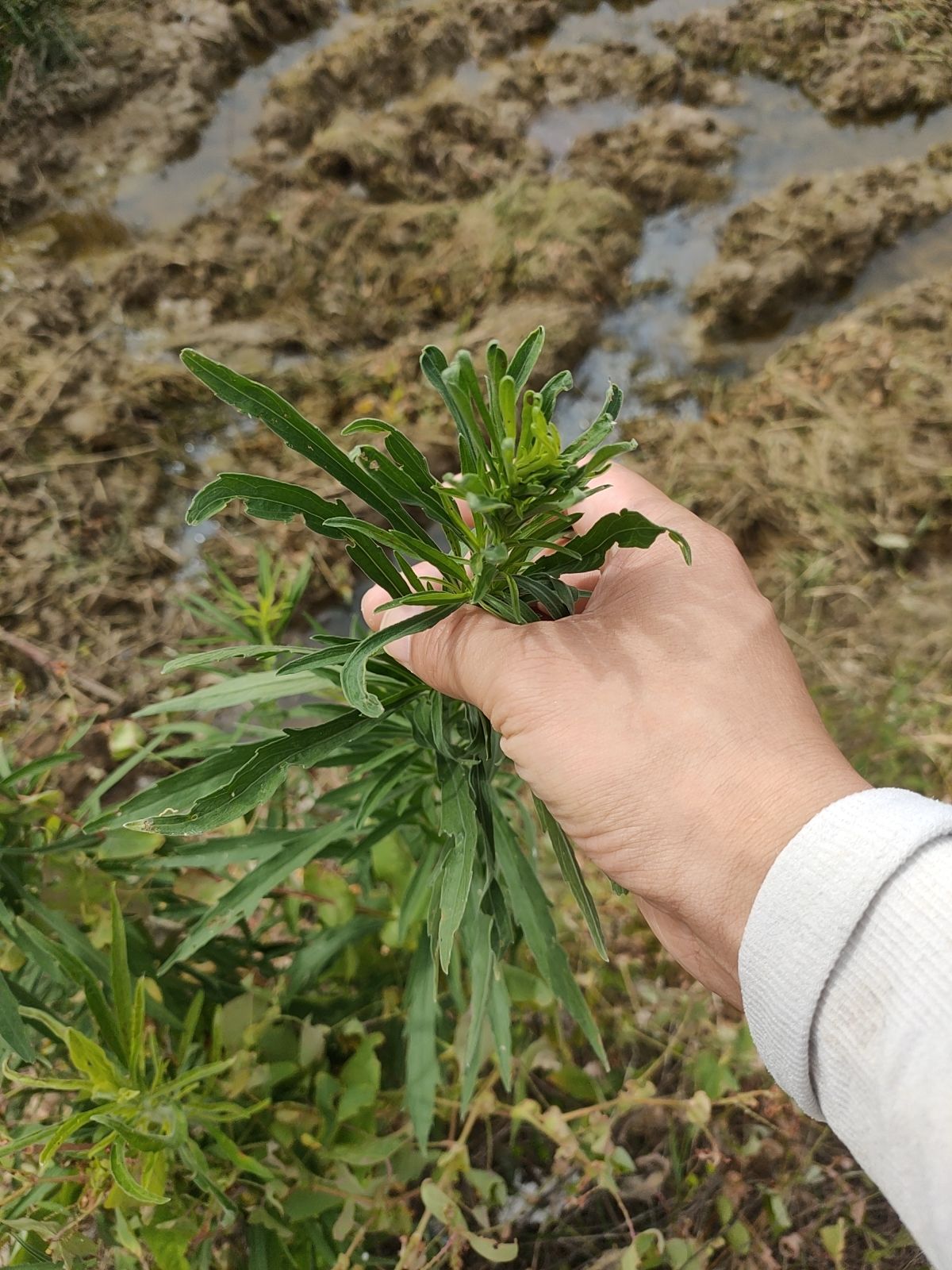 小蓬草