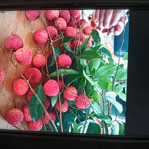广州广东增城正果桂味荔枝正在热卖