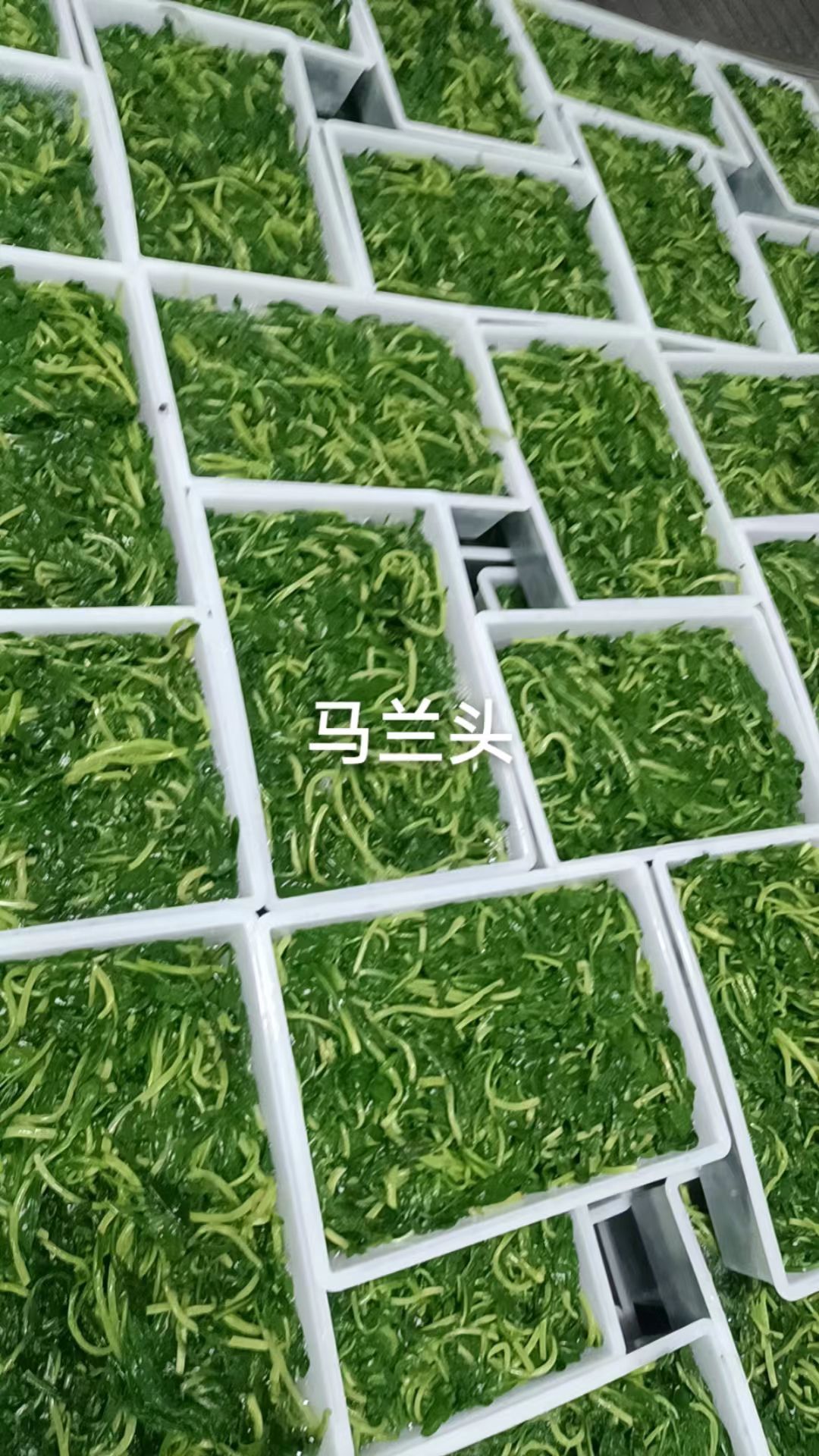 冻马兰头，马兰头馅