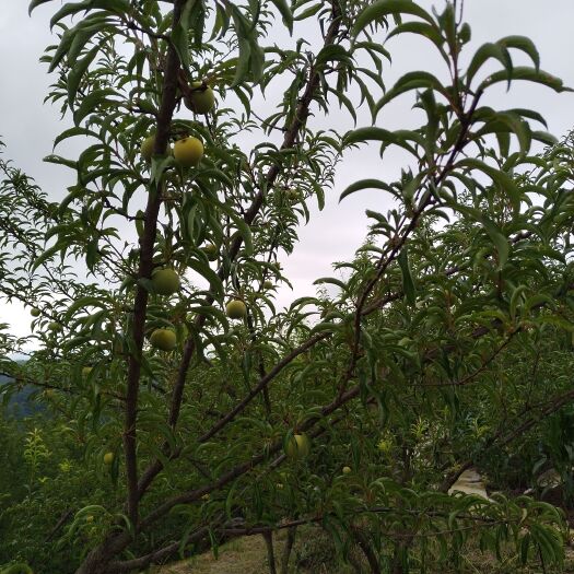 大方县蜂糖李