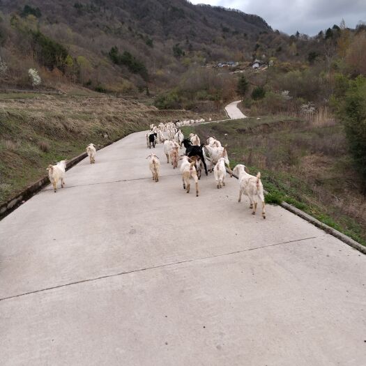 宁陕县放养山羊