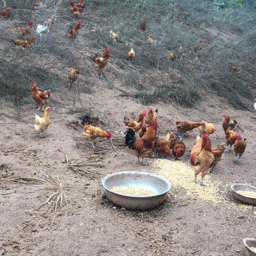 梓潼县农村散养纯粮食土鸡