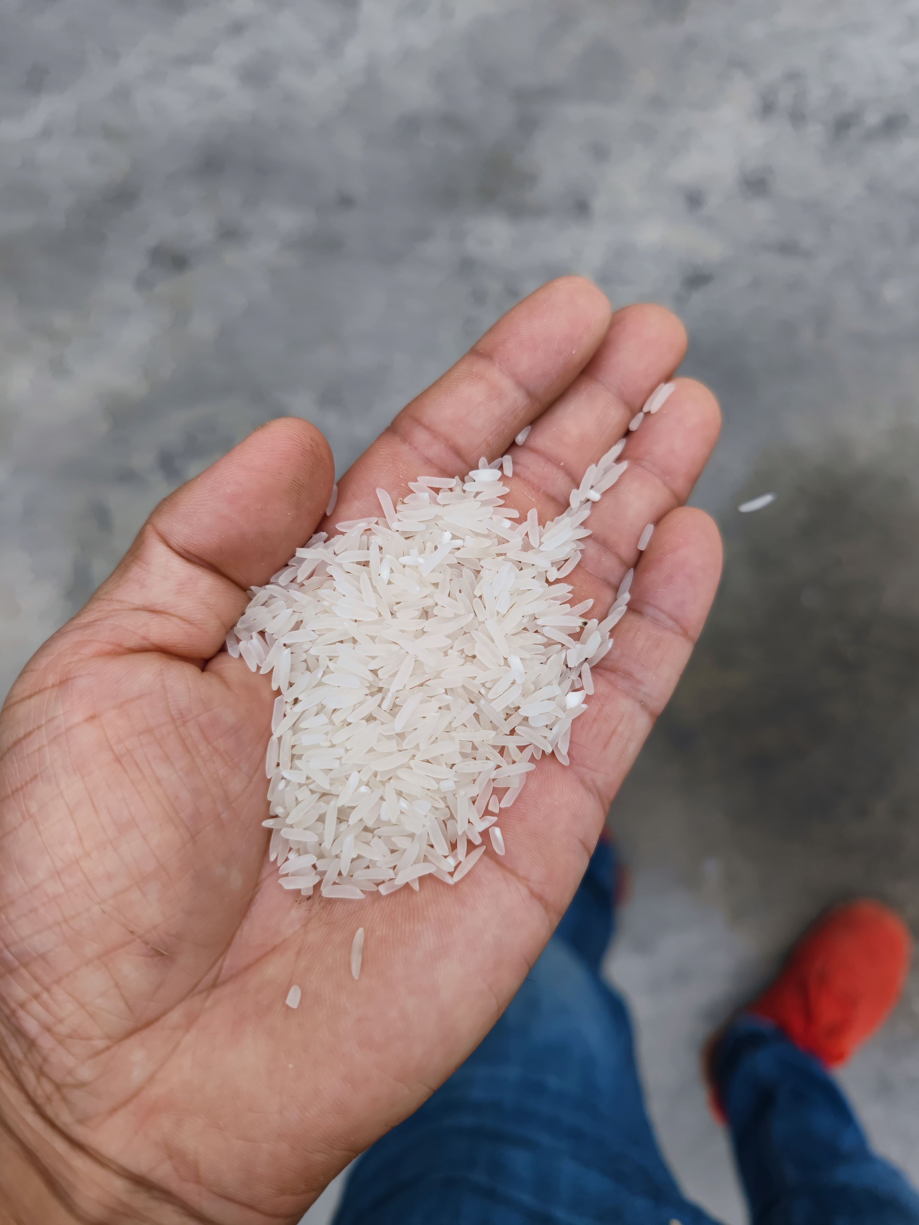 象牙，美香粘2号，香雪丝苗