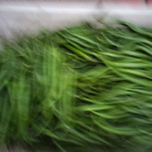 三台县二荆条