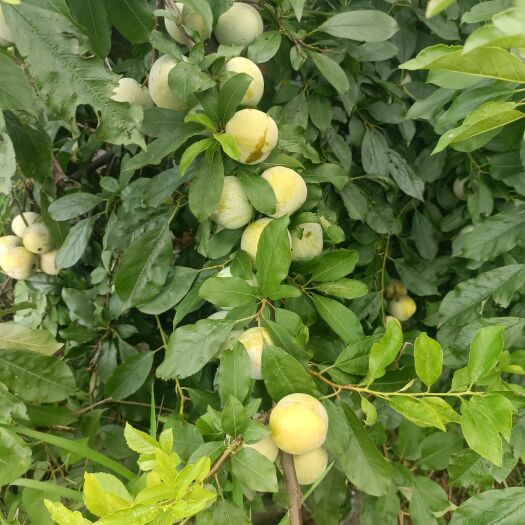 富川县家里的芙蓉李准备卖凉果，需要的请联系我