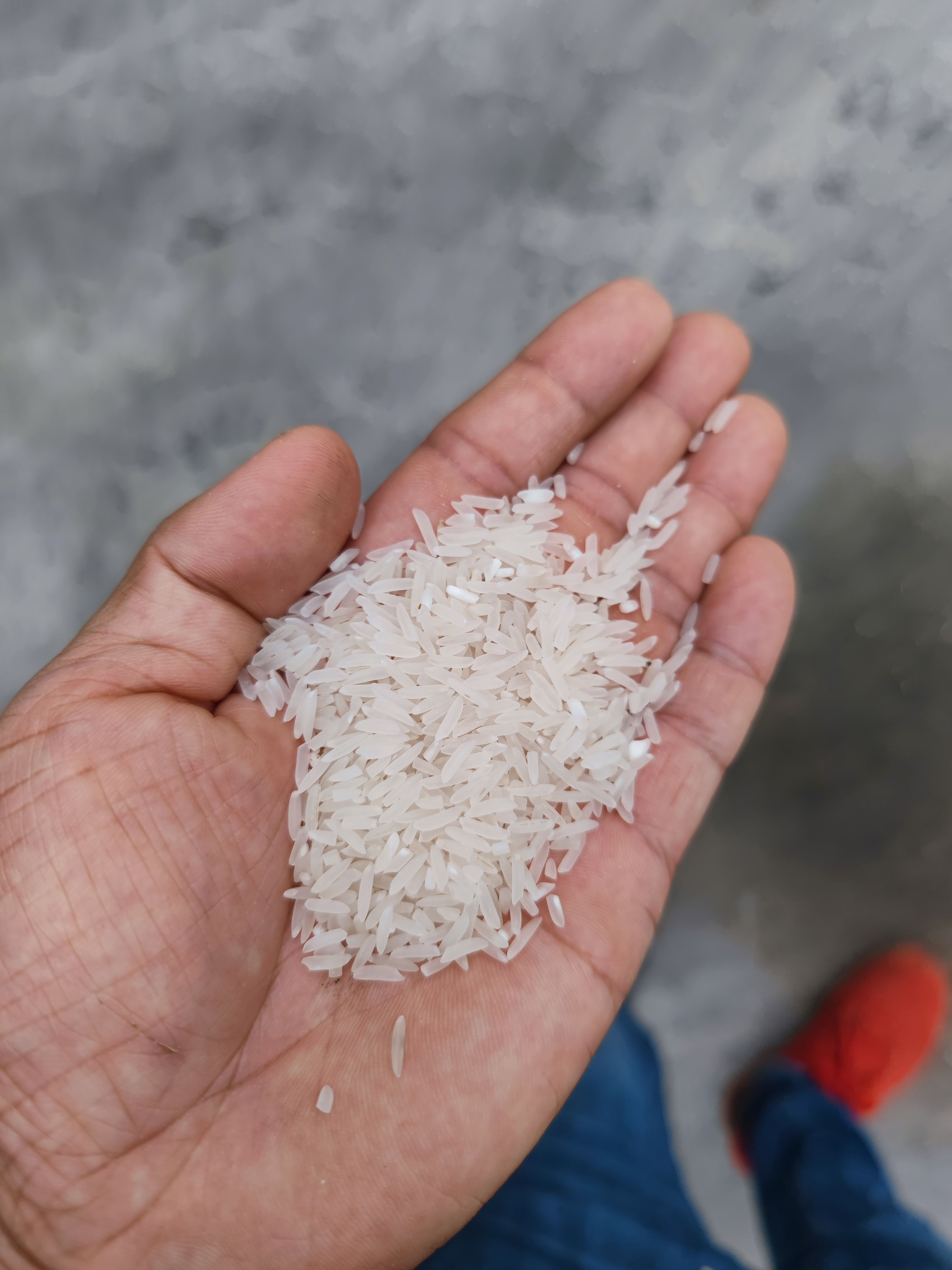 象牙，美香粘2号，香雪丝苗