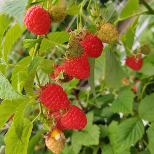 贺兰县红树莓