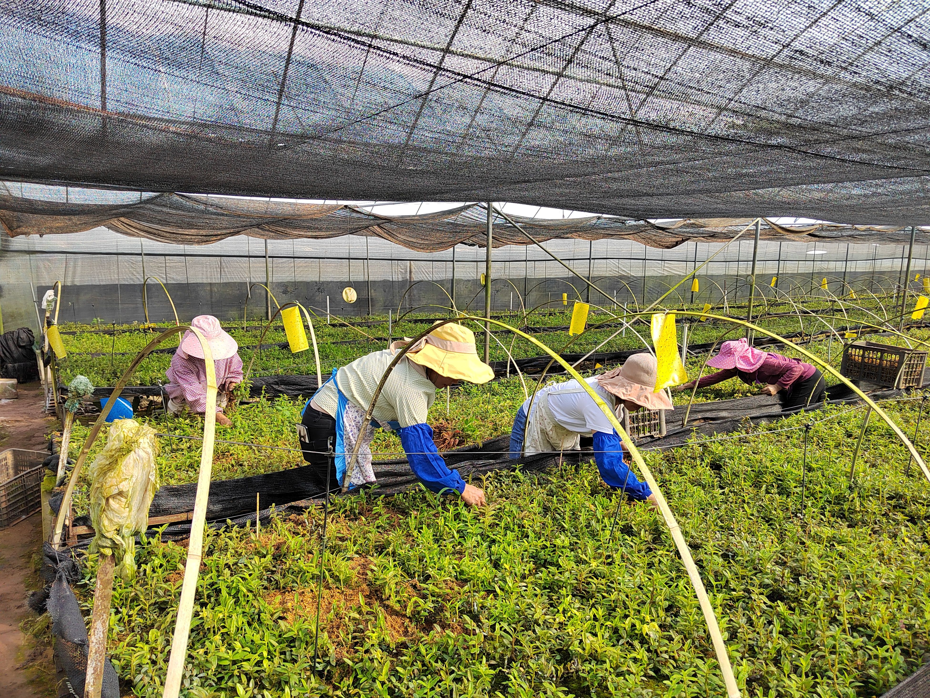 铁皮石斛组培苗，驯化苗（每丛价）