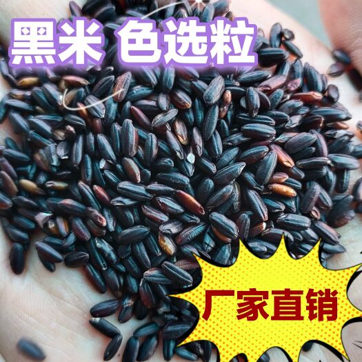 临沂黑香米 色选 料 异色粒 食品原料 现货批发 黑米
