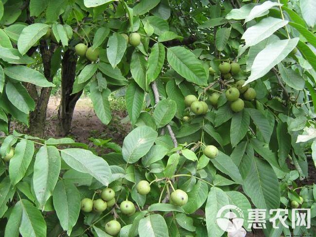 青皮核桃 鲜核桃 个大仁饱满 醇香味