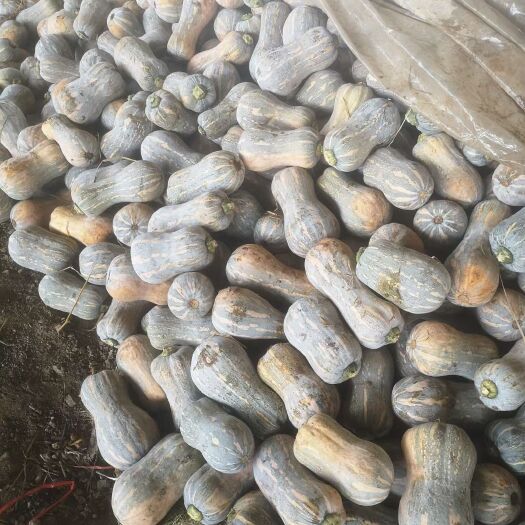 嘉鱼县奶油南瓜  奶油773  773奶油南瓜