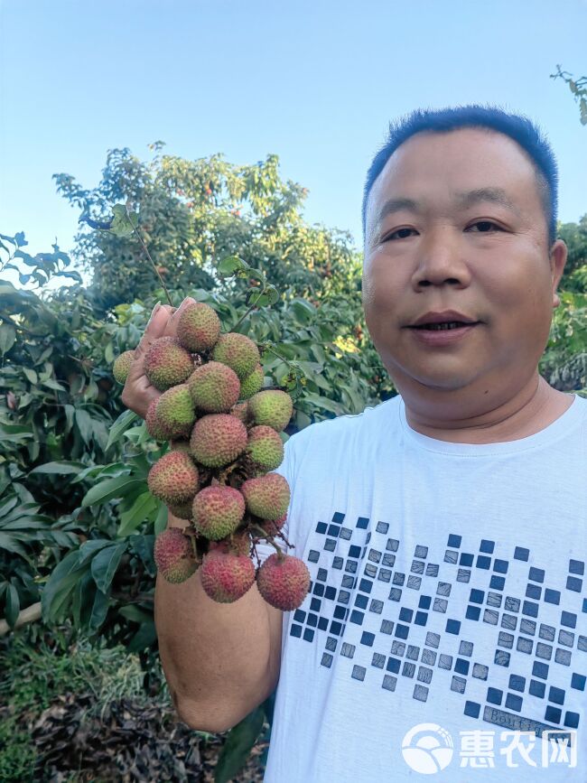 合江荔枝