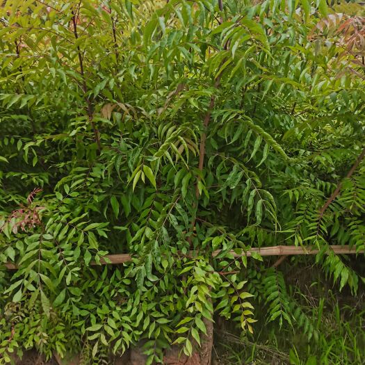 宜良县黄连木1-3分