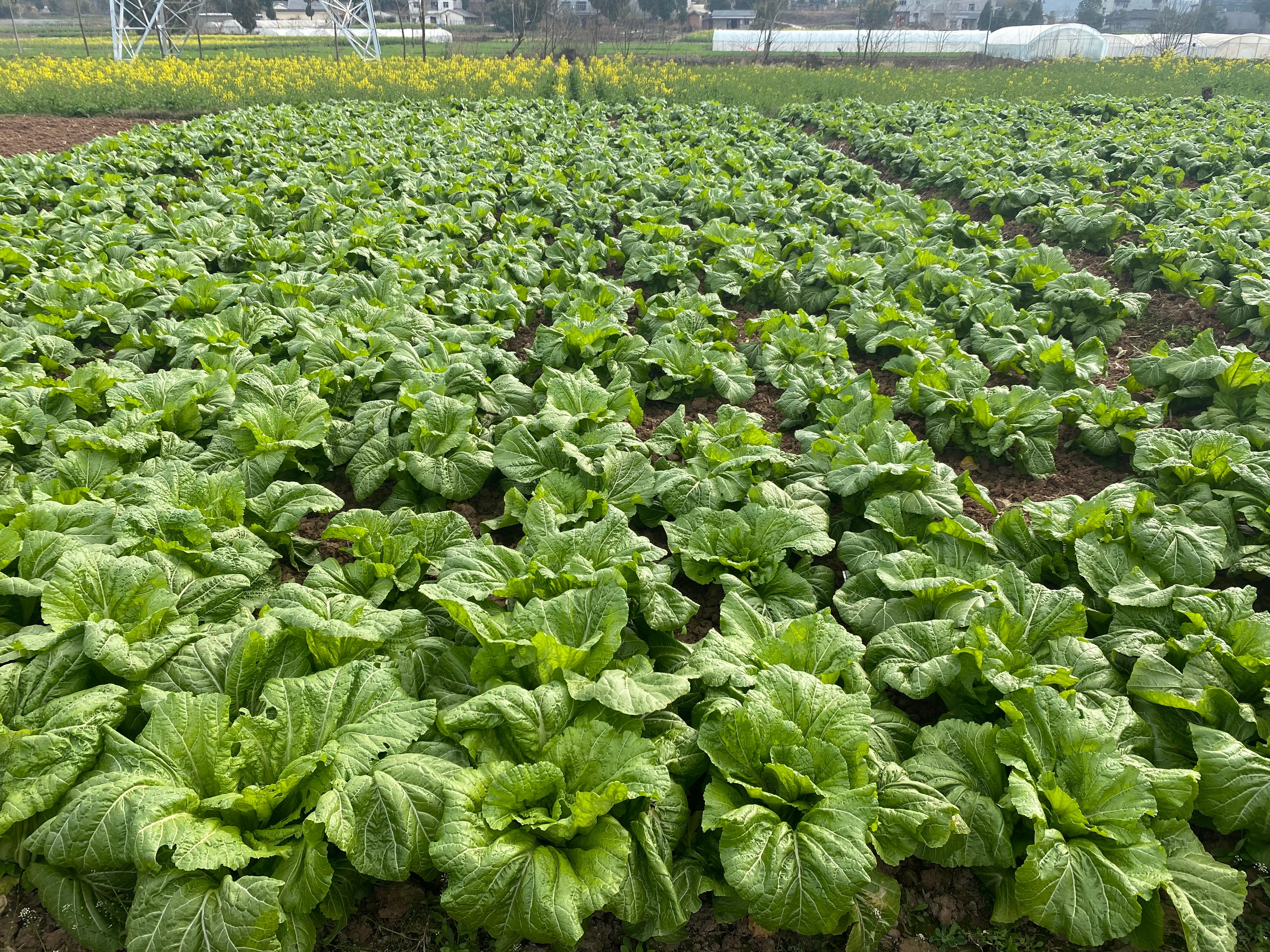 四川泡青菜种子宽帮青菜种子酸菜种子鲜食腌制两用泡菜厂收专用