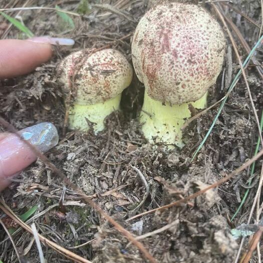 保山云南野生见手青粉菌