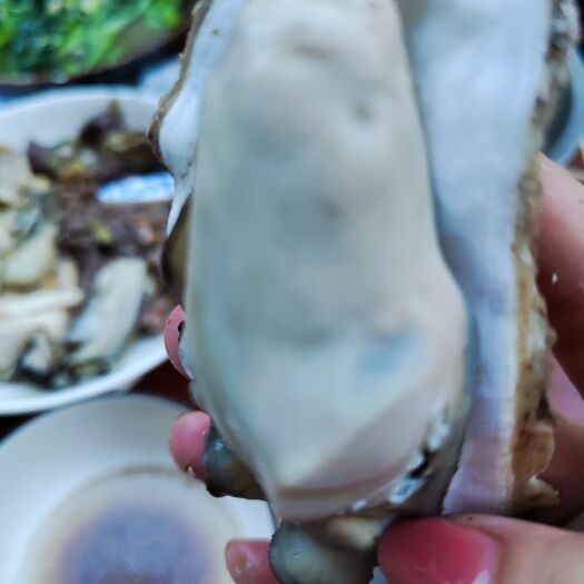 诏安县餐桌上的美食，煮熟了都能十成肥的福建三倍体