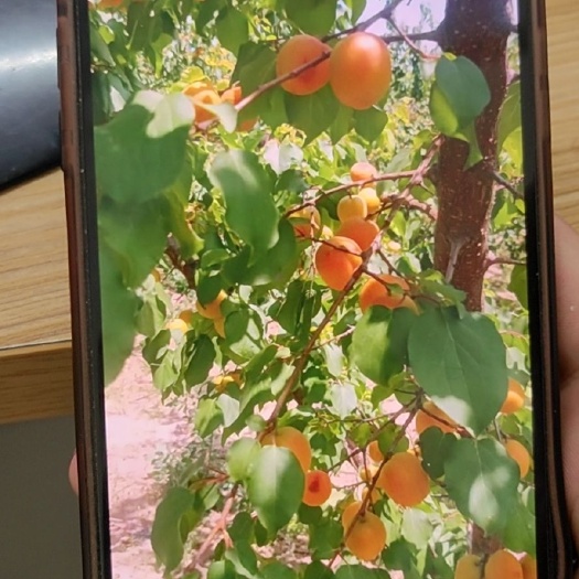 大荔县大荔县，杏，吊干杏，各种品种杏
