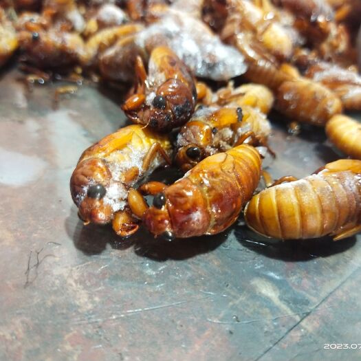 青神县金蝉   懒懒虫  知了  又俗称唐僧肉